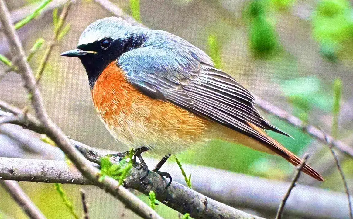 Afrika'dan Antalya'ya: 3 Günde 103 Kuş Türü Kaydedildi 8